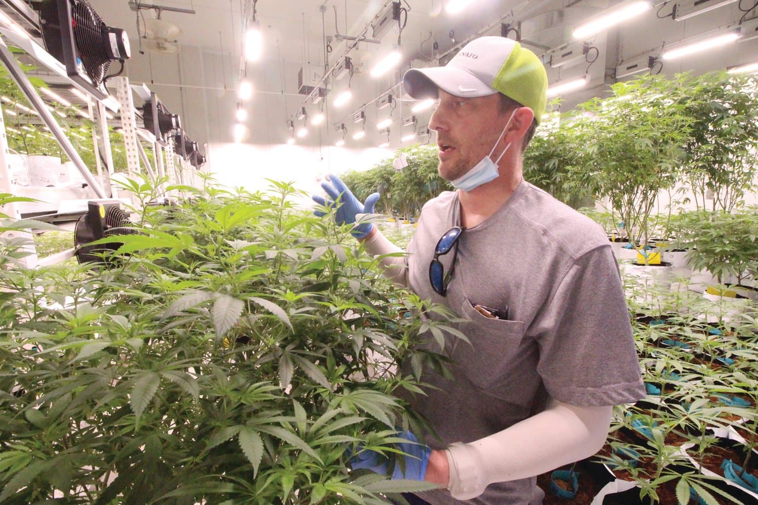 CBD Kush Quality Control: Rigorous Testing by Qualified Physicians