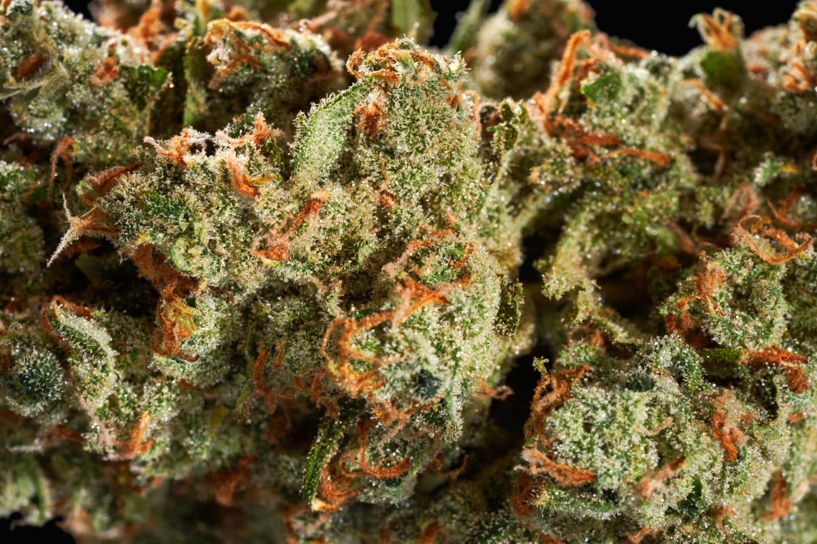Cannabis Extracts Aussie – Consumer Behavior in Extract Usage