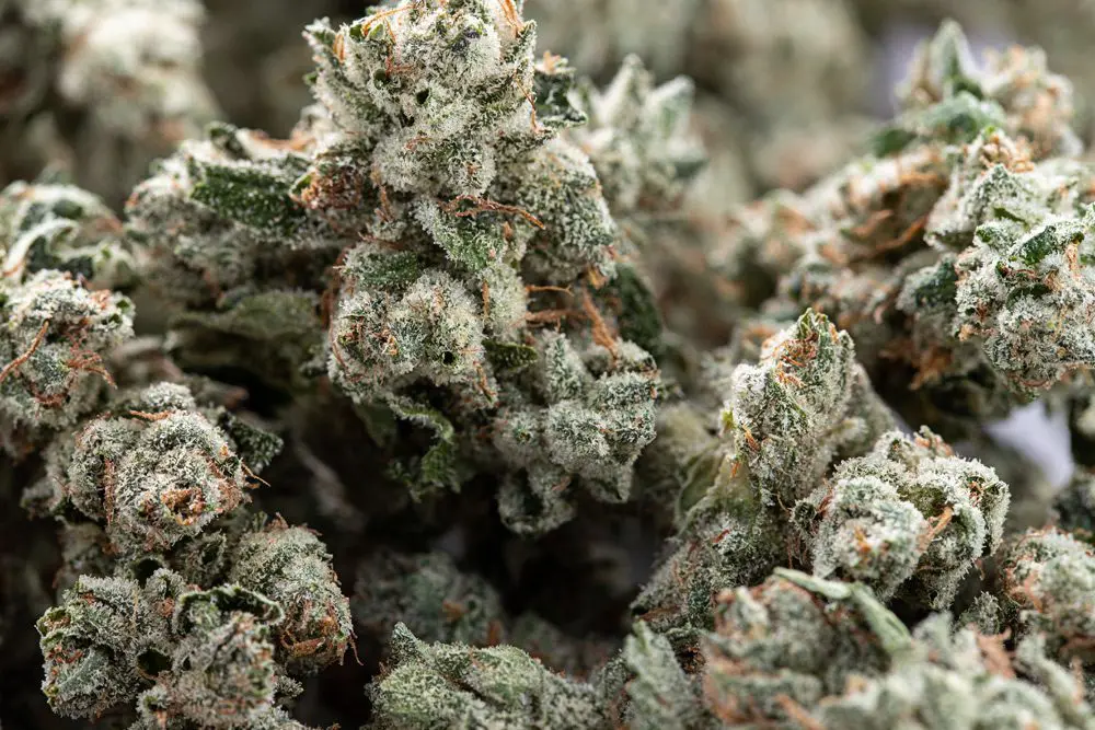 High-Quality Cannabis Products Only at Europe’s #1 Legal Marijuana Dispensary EU