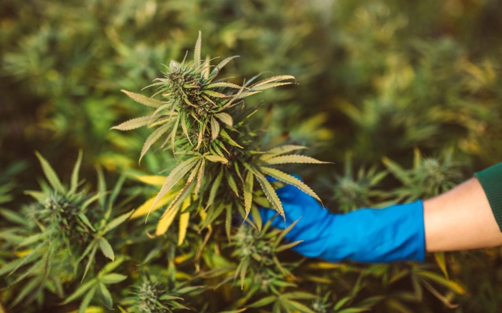 CBD Kush Quality Control: Rigorous Testing by Qualified Physicians