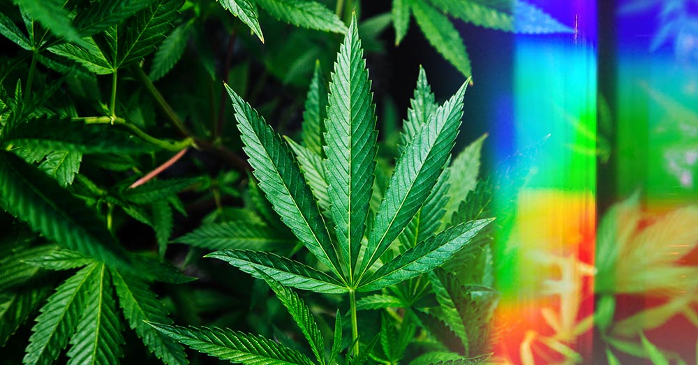 Weed Delivery Halifax: Browse Curated Indica, Sativa, and Hybrid Strains