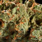 WhatsApp Image 2025-12-04 at 5.26.47 PM (18)